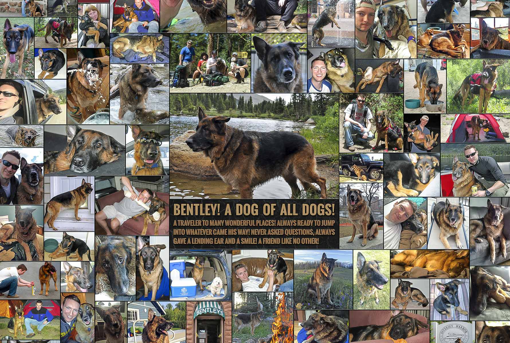 Border Collage for Pet Dog